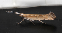 Plutella xylostella-australiana