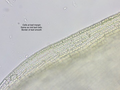 Racomitrium fasciculare