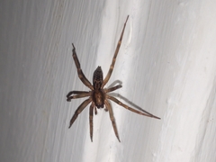 Liocranum rupicola