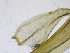 Racomitrium fasciculare