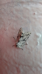 Lichnoptera decora