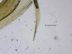 Racomitrium fasciculare
