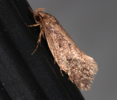 Syncometes vilis