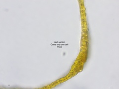 Racomitrium fasciculare