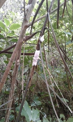 Septobasidium simmondsii