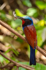 Blue-Headed Bee-Eater photo 1