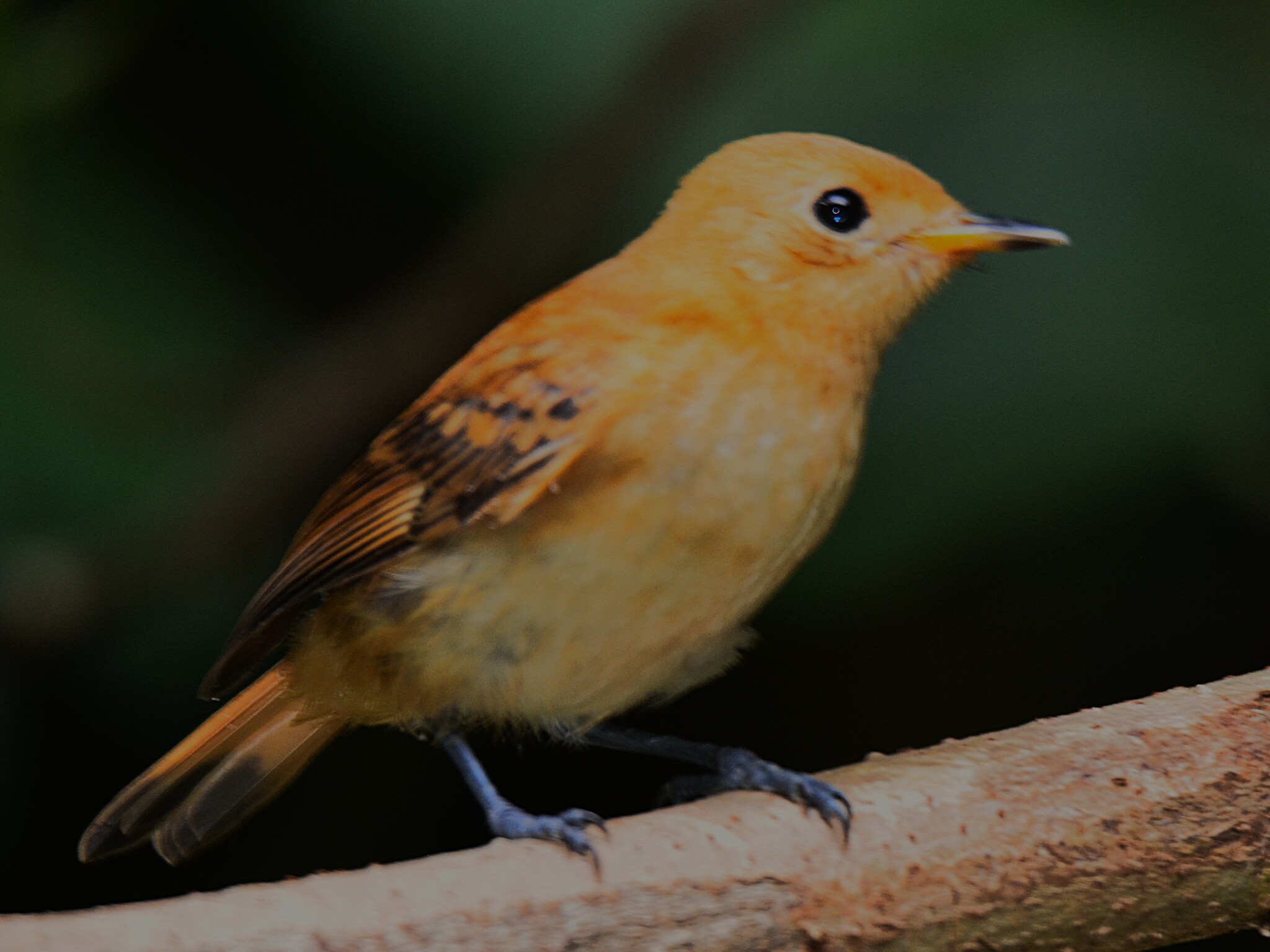 Rarotonga Monarch (Pomarea dimidiata), photo 10