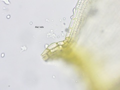 Racomitrium fasciculare