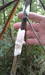 Septobasidium simmondsii