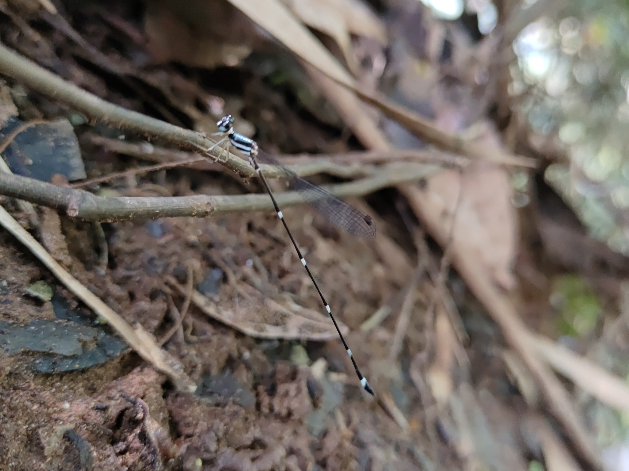 Pied Shadowdamsel