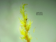 Racomitrium fasciculare