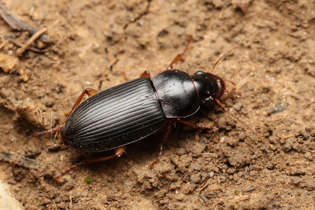 Harpalus griseus