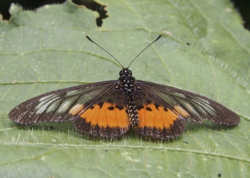 Peneleos Acraea