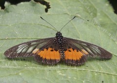 Acraea peneleos