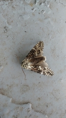 Lichnoptera