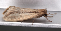 Acrapex albicostata