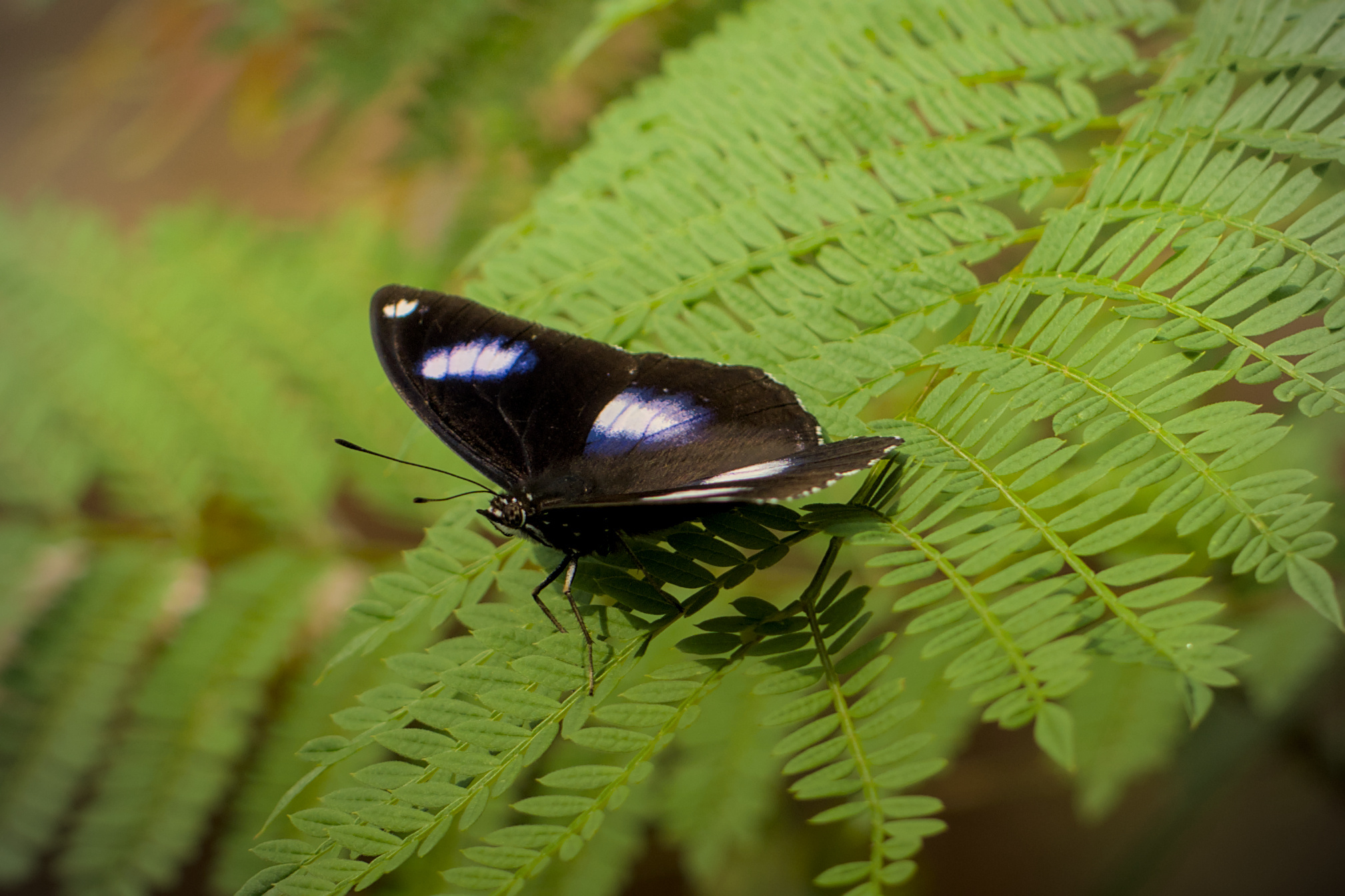 Great Eggfly