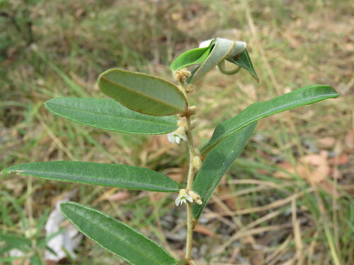 Hovea arnhemica