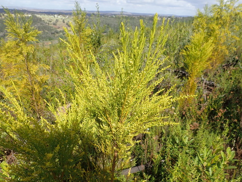 Image of Thesium fruticosum by (c) Nicola van Berkel, some rights reserved (CC BY-SA)