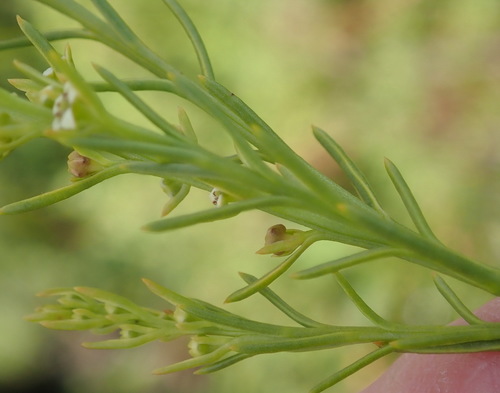 Image of Fruity Rootthug by (c) Nicola van Berkel, some rights reserved (CC BY-SA)