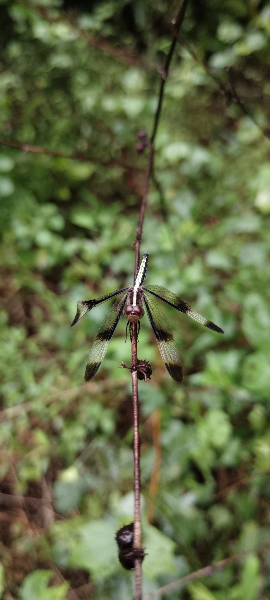 Pied Paddy Skimmer