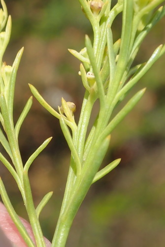 Image of Thesium fruticosum by (c) Nicola van Berkel, some rights reserved (CC BY-SA)