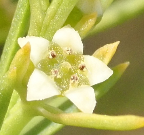 Image of Thesium fruticosum by (c) Nicola van Berkel, some rights reserved (CC BY-SA)