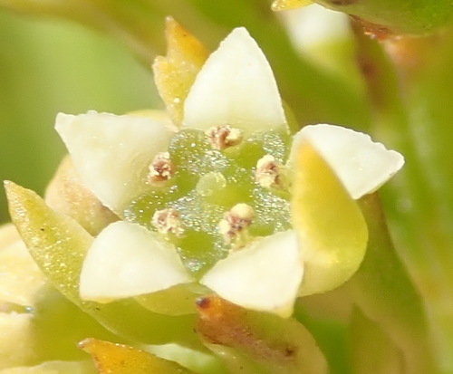 Image of Thesium fruticosum by (c) Nicola van Berkel, some rights reserved (CC BY-SA)