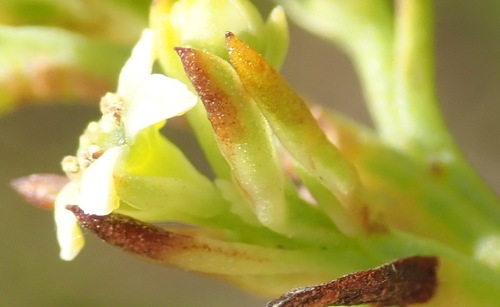 Image of Thesium fruticosum by (c) Nicola van Berkel, some rights reserved (CC BY-SA)