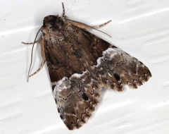 Alophosoma emmelopis