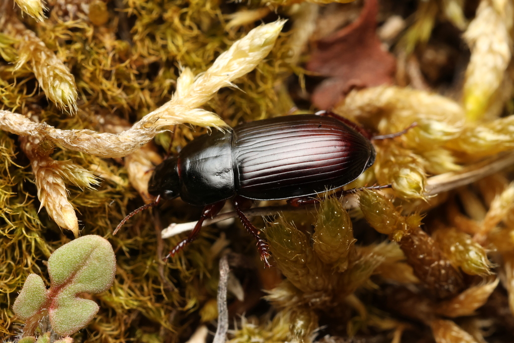 Harpalus politus