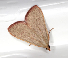 Hypsopygia albidalis