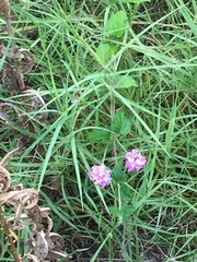 Lantana megapotamica