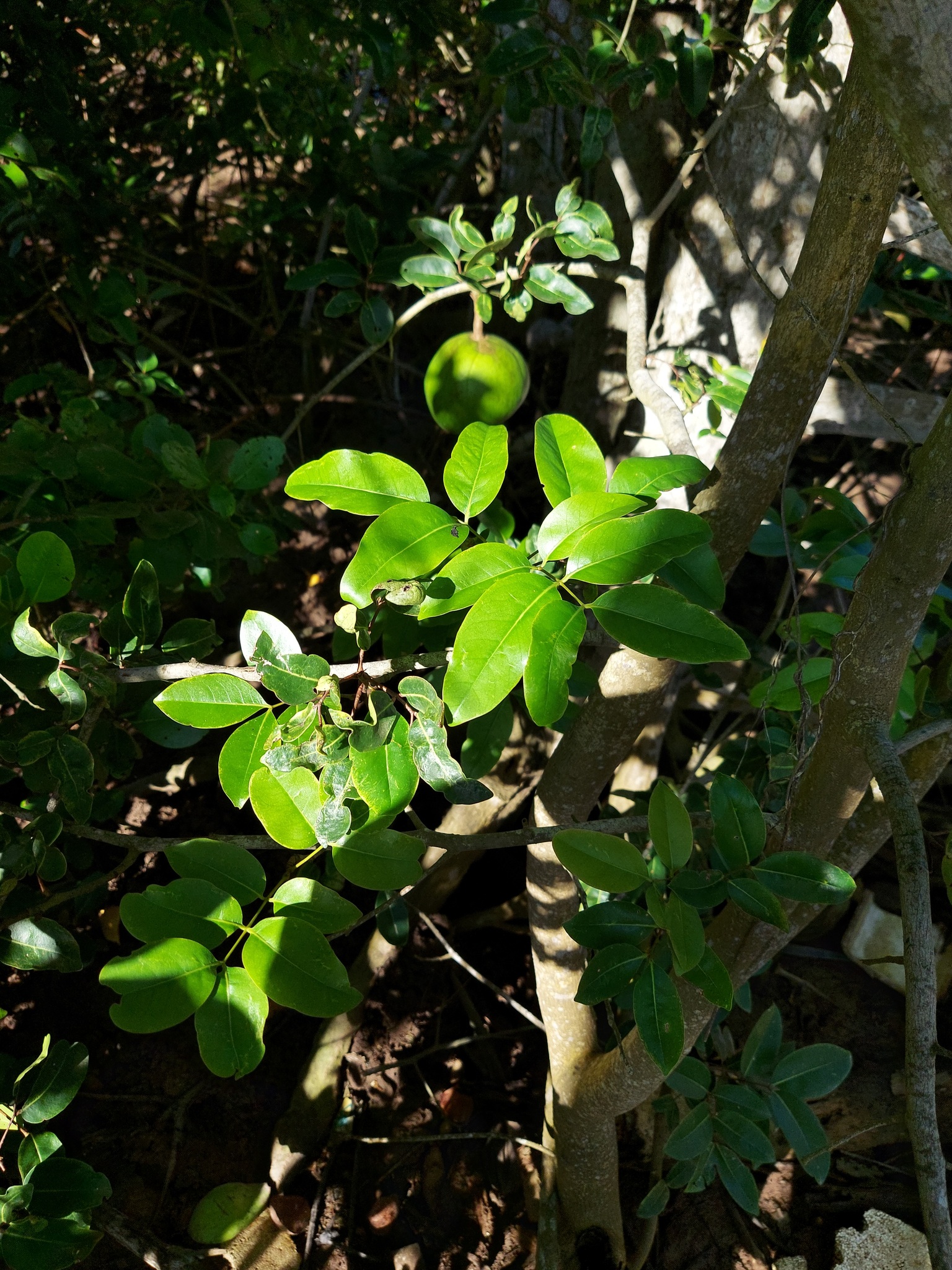 Xylocarpus moluccensis — ảnh 3