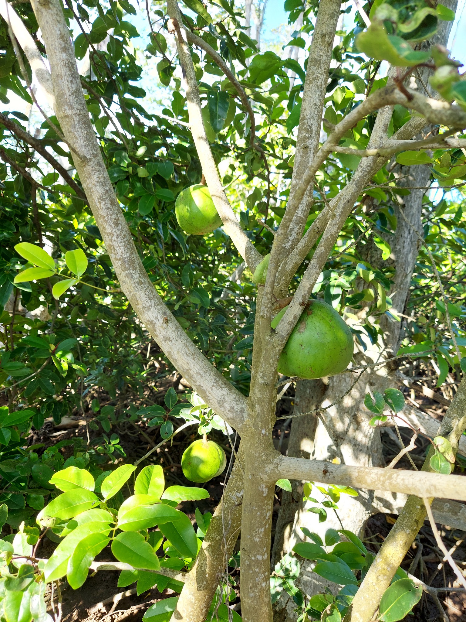 Xylocarpus moluccensis (Xylocarpus moluccensis)