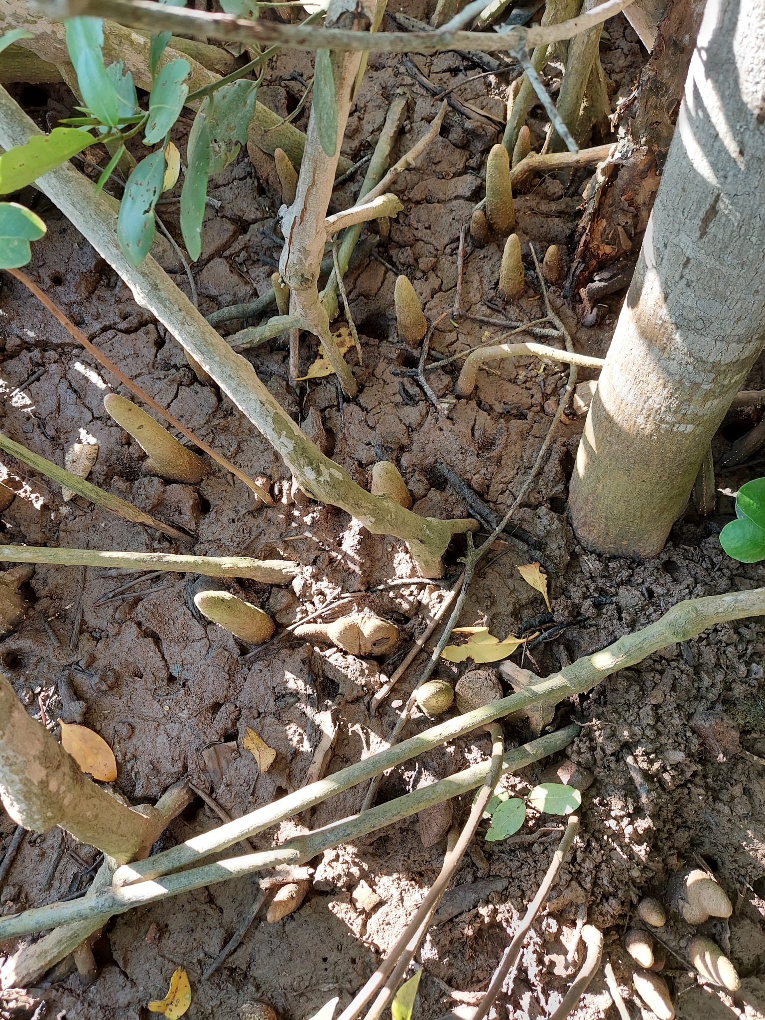 Xylocarpus moluccensis — ảnh 2