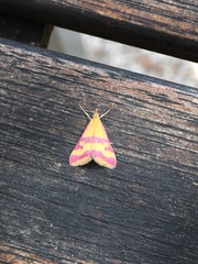 Pyrausta sanguinalis