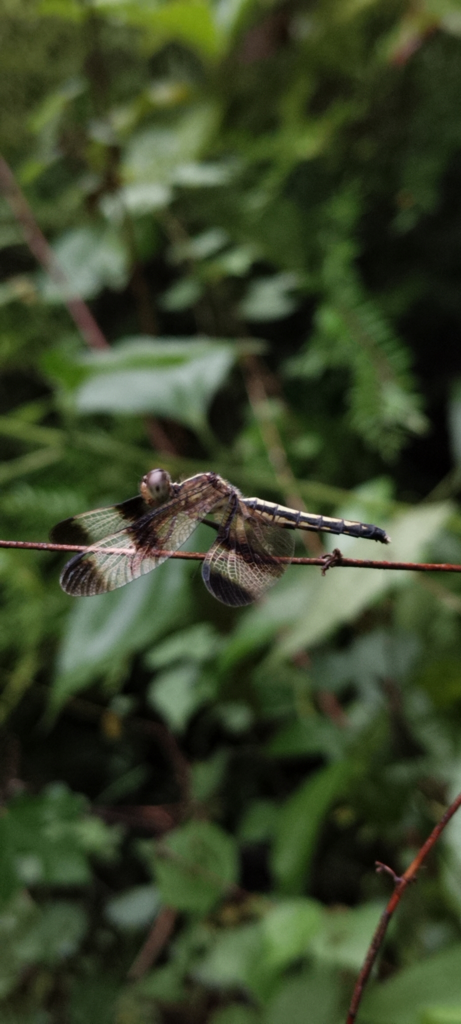 Pied Paddy Skimmer