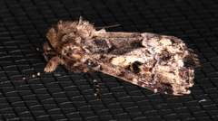 Spodoptera umbraculata