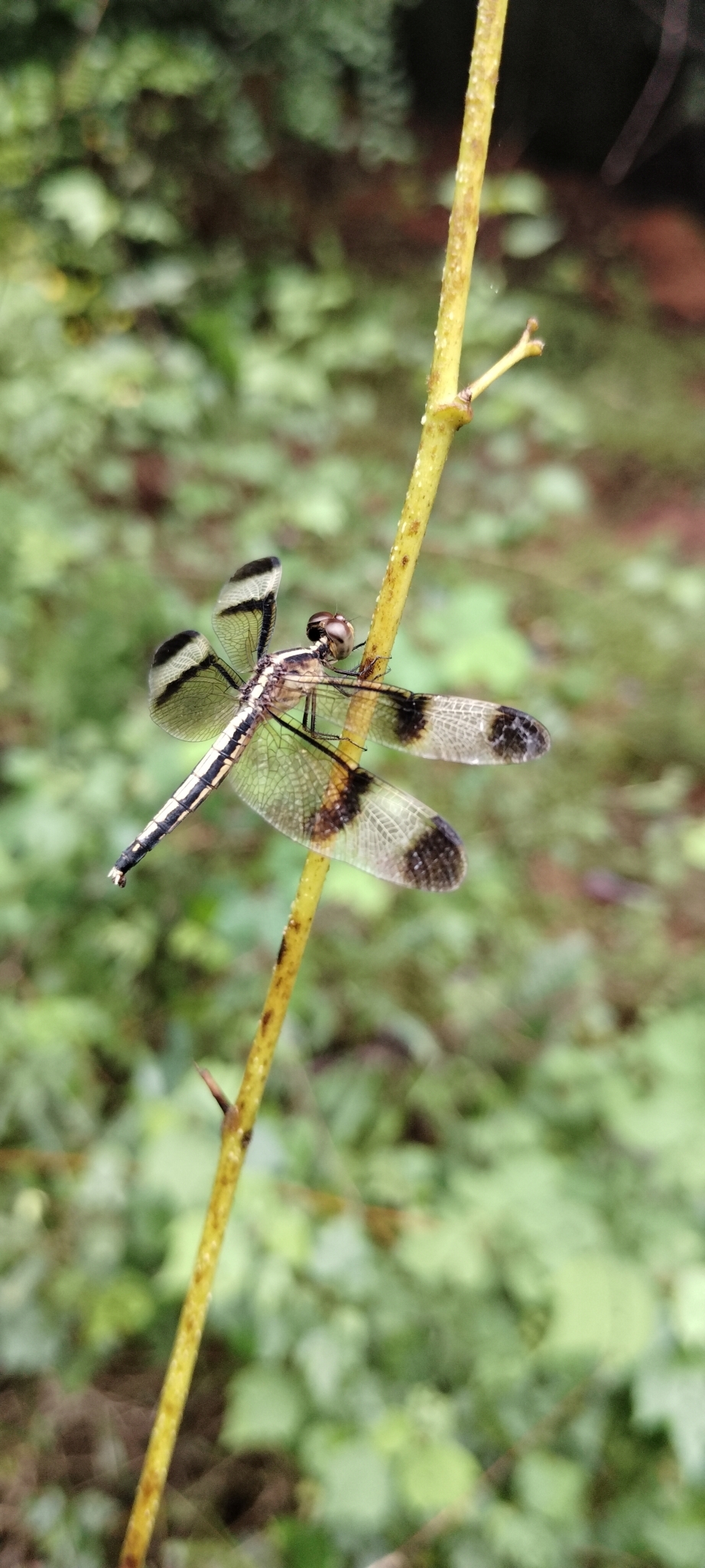 Pied Paddy Skimmer