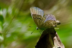 Echinargus isola