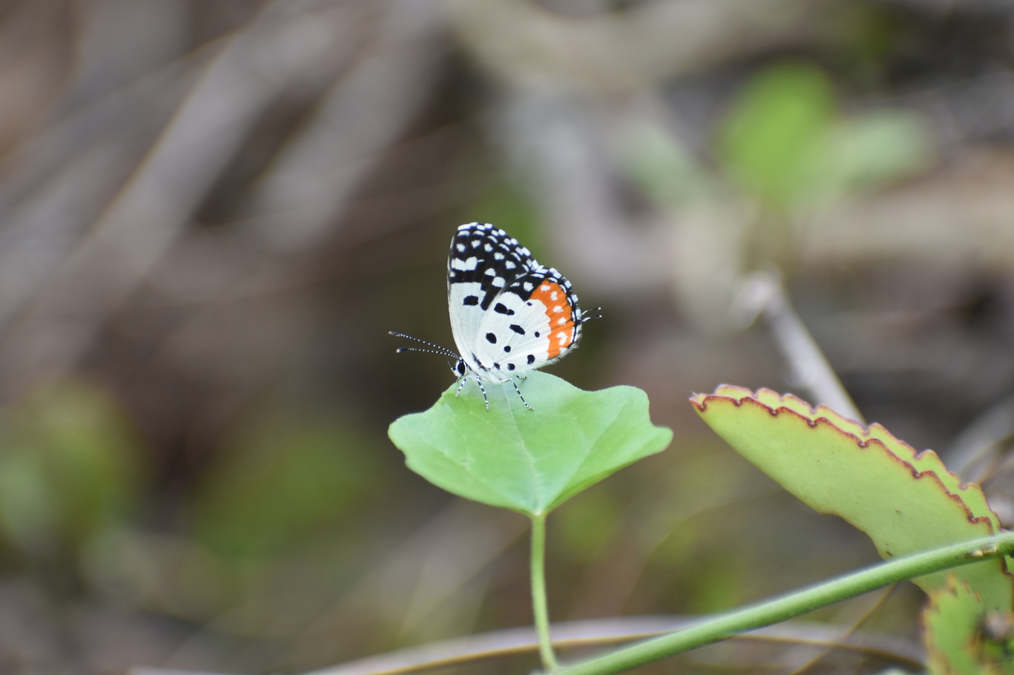 Red Pierrot