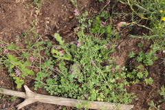 Fumaria muralis muralis