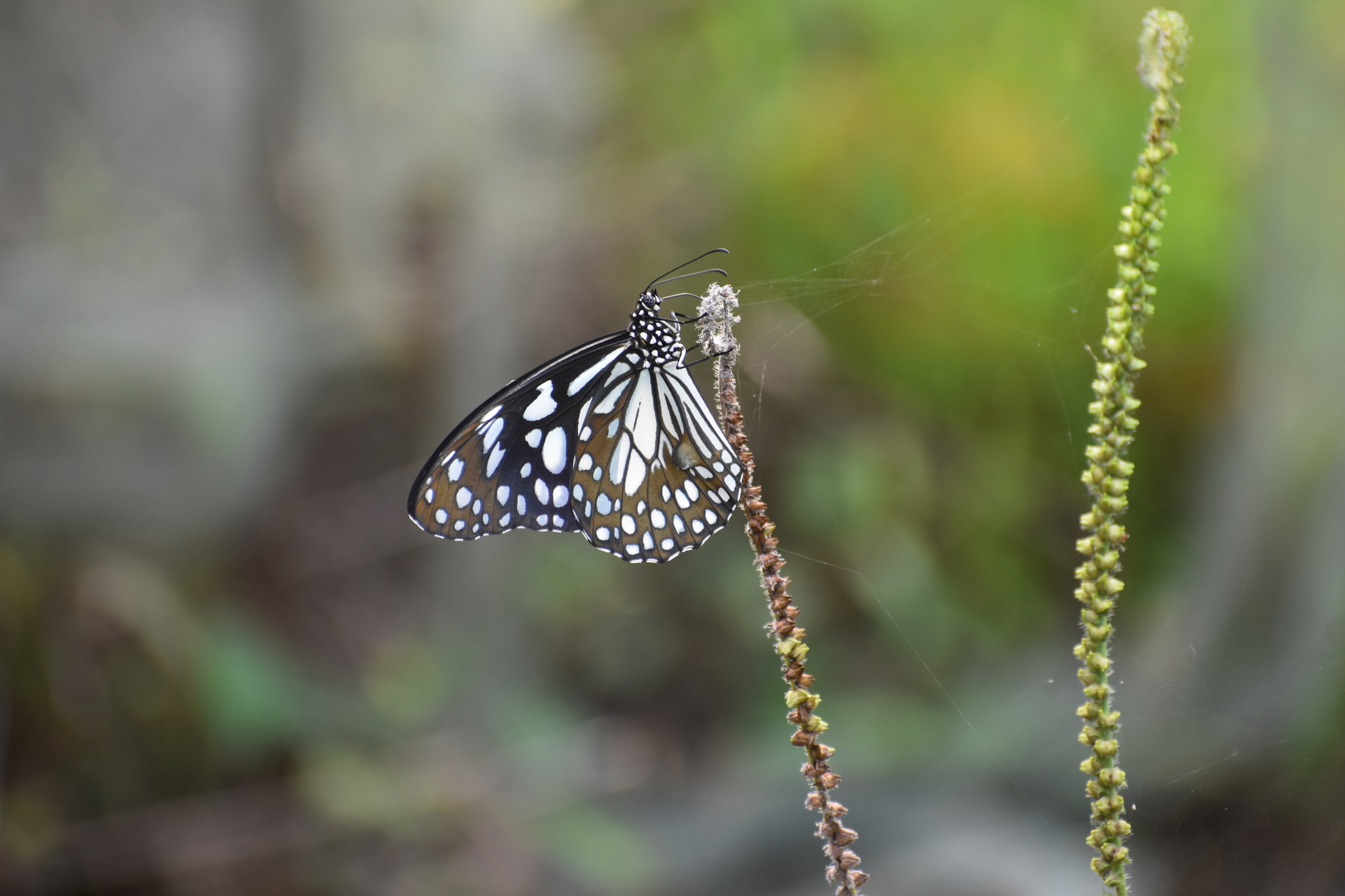 Blue Tiger