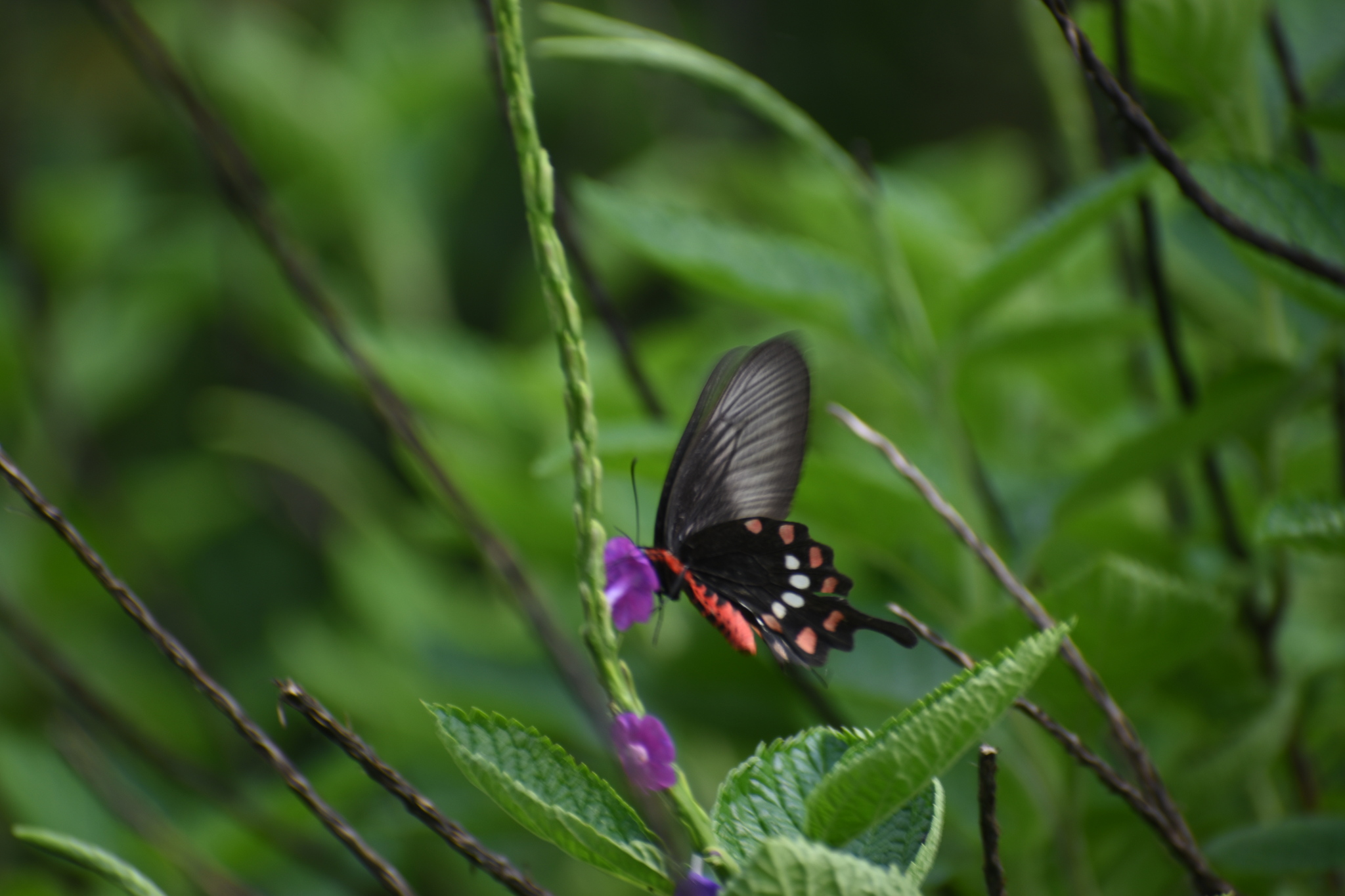 Common Rose