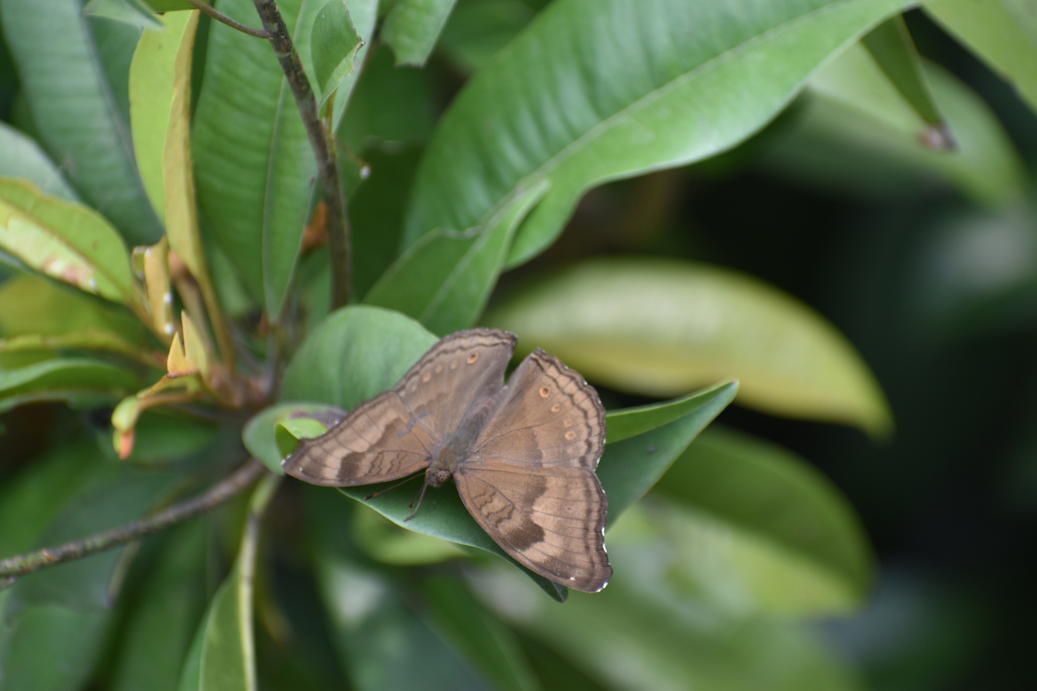 Chocolate Pansy
