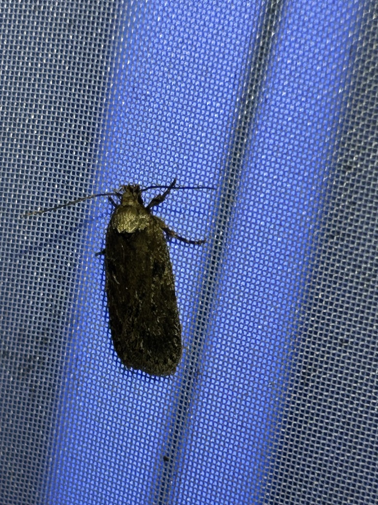 Depressaria tenebricosa