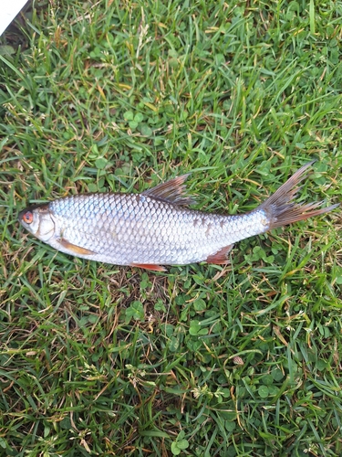 Rutilus rutilus