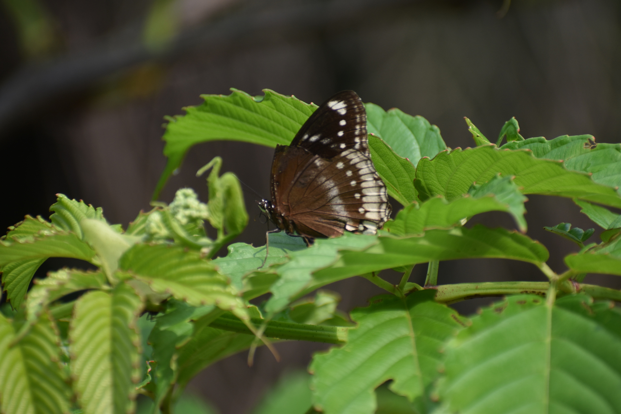 Great Eggfly