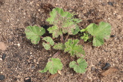 Pelargonium althaeoides